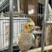 عروس هلندی|پرنده|کرج, شهرک بنفشه|دیوار