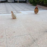 فروش،مرغ و خروس