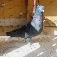 اشعل ماده درجه یک|پرنده|خرمشهر, |دیوار