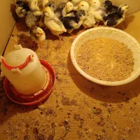 فروش جوجه و تخممرغ گلین طوسی|حیوانات مزرعه|قم, چهل درخت|دیوار