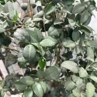 فروش زمین 1000متری بیضا(برکه)