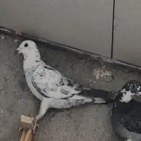 کبوتر باختی