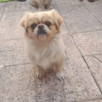 سگ پاکوتاه گمشده