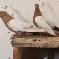 سینه زرد جفت