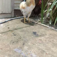 خروس معاوضه با مرغ