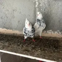 کبوتر طوقی|پرنده|تبریز, |دیوار