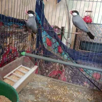 تعدادی پرنده...|پرنده|شیراز, وصال|دیوار