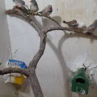 فچ زبرا