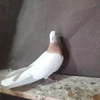 کفتر پرشی|پرنده|رباط‌کریم, رباط‌کریم|دیوار