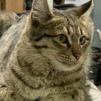 گربه برای واگزاری