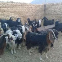 فروشی تعداد بز جوان