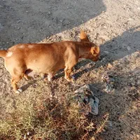 سگ جک راسل تریر شکاری