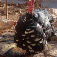 بوقلمون برنز تخمی