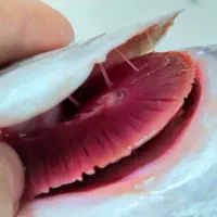 ماهی دریایی تازه|ماهی|کاشان, ملک آباد|دیوار