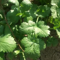 بذرگشنیزخارجی