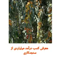 فروش نهال سنجد اصلاح شده صادراتی|خدمات باغبانی و درختکاری|نیشابور, دارایی|دیوار