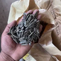 تخمه کانادایی سایز ۱۸۰ و کدو خارجی
