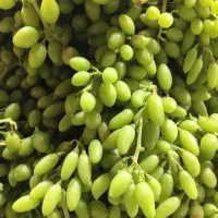 غوره انگور