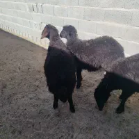 ۳ راس بره قزل افشار و قره قزل