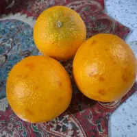 پرتقال مصنوعی