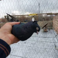 سه عدد کبوتر ماده|پرنده|ارومیه, |دیوار