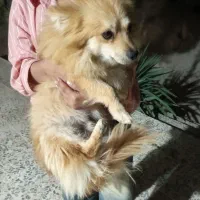 فروش سگ پامر گوش روباهی