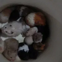 همستر|موش و خرگوش|نیشابور, دربقاضی|دیوار