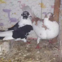 کفتر جفتی