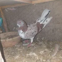 کفتر پرشی