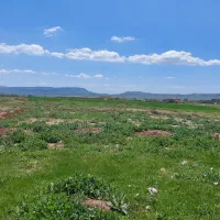 خریدار محصولات کشاورزی
