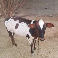 گوساله چاق|حیوانات مزرعه|خمیر, |دیوار