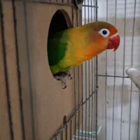 کوتوله مولد طوطی برزیلی مولد