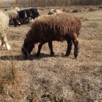 بره ماده|حیوانات مزرعه|فارسان, |دیوار