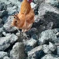 خروس مینیاتوری