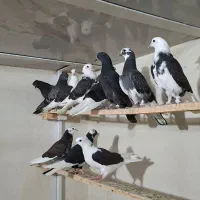 جوجه پرشی  ابلغ شازده