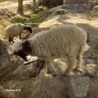 بره نر گوسفند