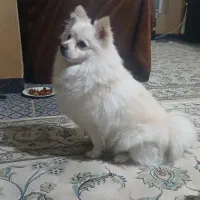 سگ پاکوتاه پامر ماده آروم