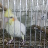 عروس هلندی