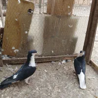 دوتاخوشرنگ کاکلی نرماده