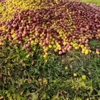 سیب زیر درختی قیمت روز خریداریم