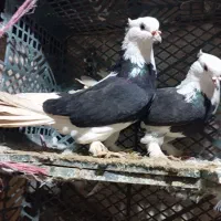 سلام اول بخون بعدبزنگ قیمت همشون رانوصتم بخون بعد