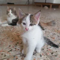 بچه گربه ۳ ماهه