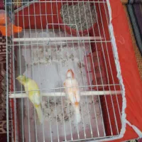 چهار جفت نروماده مولد قناری درحال چال کردکردن