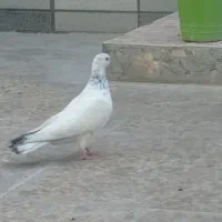 پرنده تهرانی و کرمانی