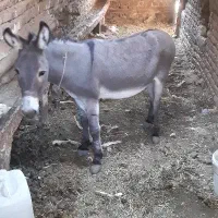 الاغ|حیوانات مزرعه|کاشان, شمس آبادی|دیوار