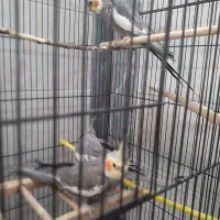 عروس هلندی و مرغ عشق