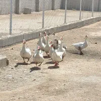 ۱۱عدد غاز|حیوانات مزرعه|اهواز, الهائی|دیوار