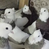 کبوتر رنگی نقش