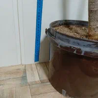 گل خرفه ای|گل و گیاه طبیعی|قرچک, محمد آباد|دیوار