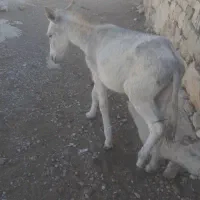 خر یک ساله فروشی موقعیت اسماری